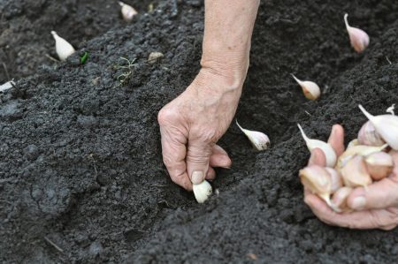 Garlic planting in the fall on the lunar calendar