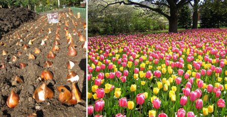 when to plant tulips in the winter