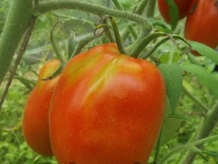Seedling tomato at home
