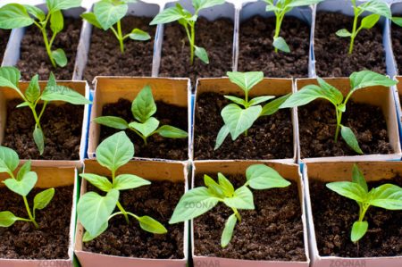 Plantar pimienta para plántulas en 2017