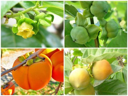 How to grow persimmon from a stone at home