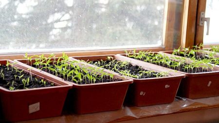 Plantar pimienta para plántulas en 2017