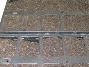 suelo para el cultivo de plántulas de tomate