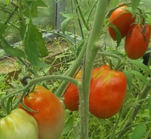 איך לגדל שתילי עגבניות בבית