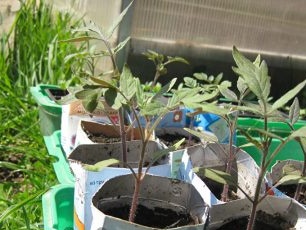 het planten van tomatenzaailingen in ruime containers