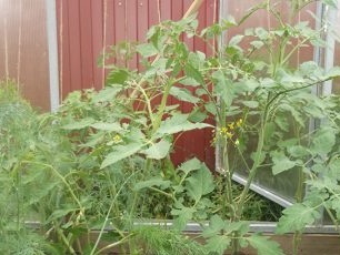 benih tomato di dalam rumah hijau