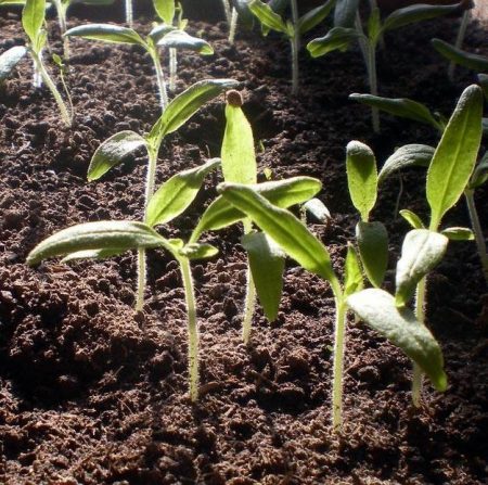 Plantera peppar för plantor 2017
