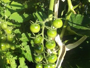 arbusto maduro de tomate