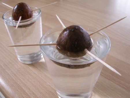 How to grow avocado from seed at home