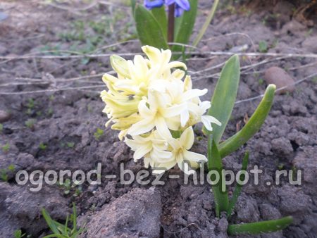 Näring och vård under perioden med aktiv tillväxt och blomning av hyacinter