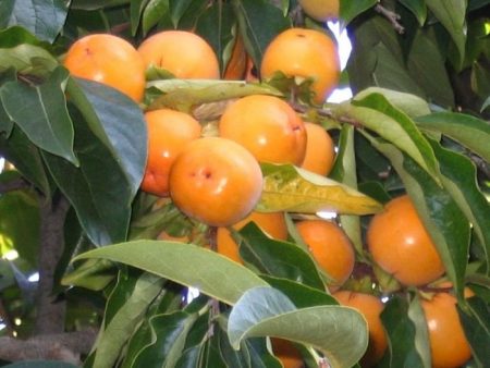 How to grow persimmon from a stone at home