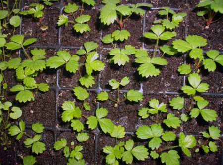 When to sow strawberry seeds for seedlings