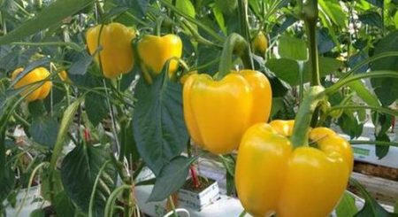 Planting pepper for seedlings in 2017