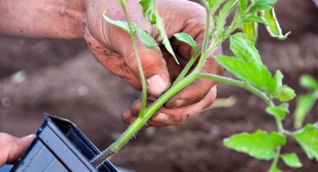 When to plant seedlings in 2016