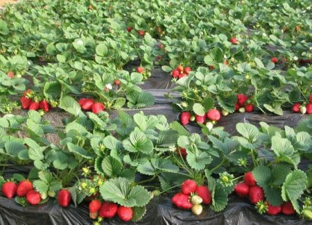When to sow strawberry seeds for seedlings