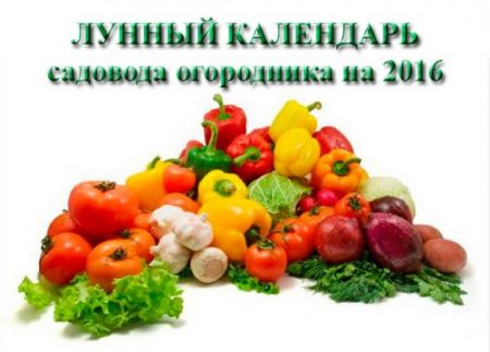 calendar lunar grădină de zarzavaturi 2017
