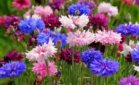 flori pentru grădină înflorind toată vara fotografie cu titlul