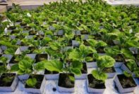 aubergine plantering för plantor