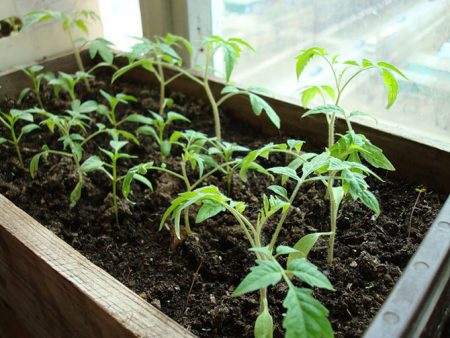 When to plant seedlings