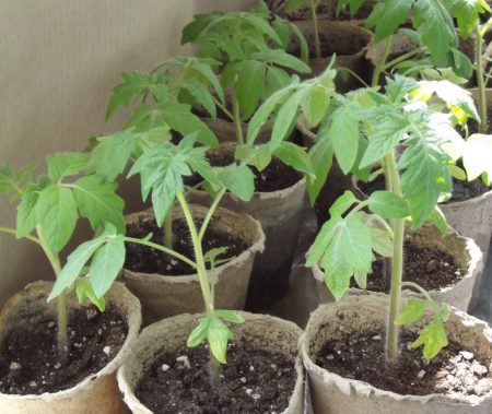 When to plant tomatoes for seedlings