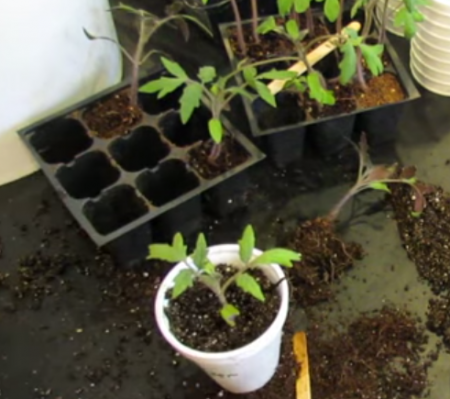 När planterar du tomater för plantor 2017