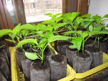 When to sow pepper for seedlings in 2017