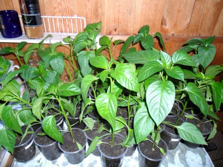 When to sow pepper for seedlings in 2017 date and time