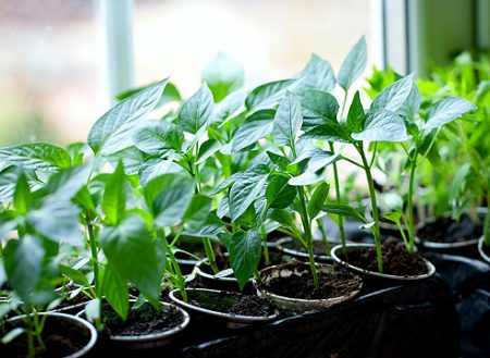 When to sow pepper for seedlings in 2017 according to the lunar calendar