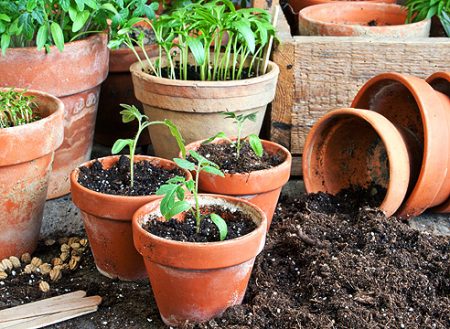 When to sow tomatoes for seedlings in 2017
