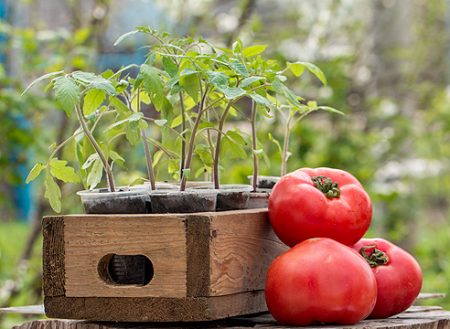 Kedy zasiať paradajky pre sadenice v roku 2017 podľa lunárneho kalendára