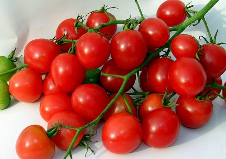 Jenis tomato yang terbaik