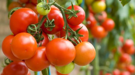 أنواع جديدة من الطماطم من سيبيريا اختيار لعام 2016