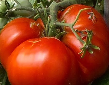 De bästa tomaterna 2017