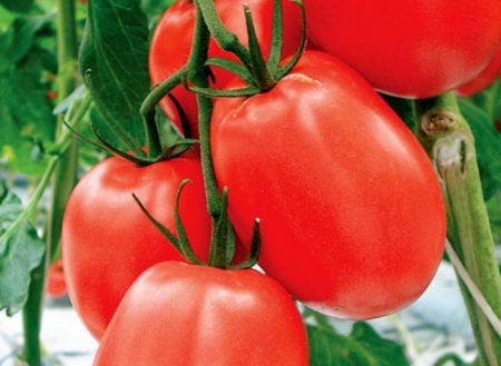 pelbagai jenis tomato pemilihan Siberia