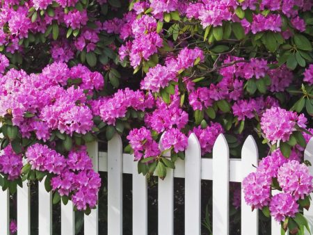Rhododendrons: jenis fros tahan