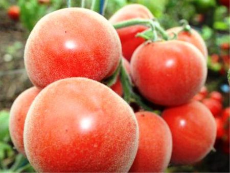 Tomates de invernadero