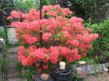Rhododendrons en banlieue: atterrissage et soins