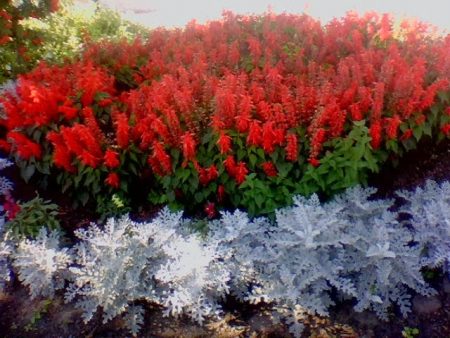 Salvia: foto van bloemen, zaailingen, wanneer te planten