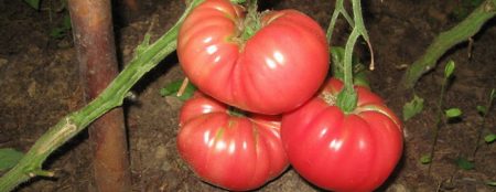 Nejlepší odrůdy rajčat pro rok 2017