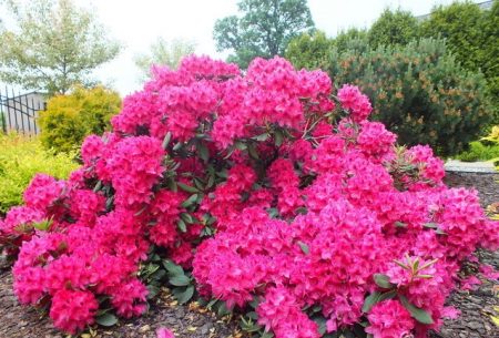 Rhododendronok: fagyálló fajták