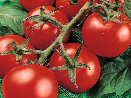 Tomates de serre en polycarbonate: variétés