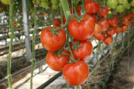 Tomato rumah hijau polikarbonat: jenis