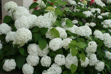 Panicle hydrangea the best grades for Moscow region