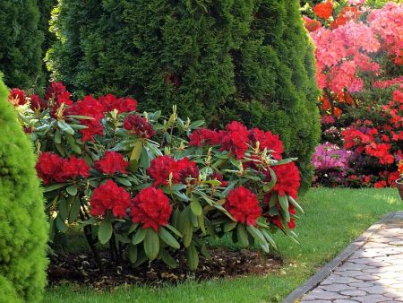 Rhododendrony: odrůdy odolné proti mrazu