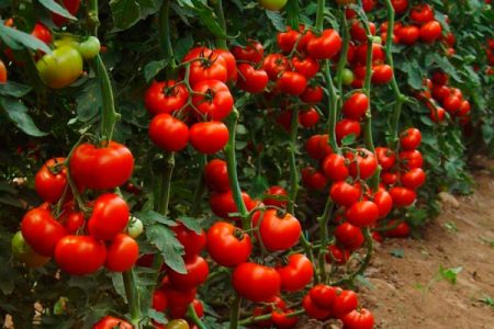 Tomaten voor de serre van polycarbonaatkwaliteit