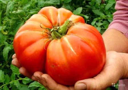 Nuevas variedades de tomates de selección siberiana para 2016