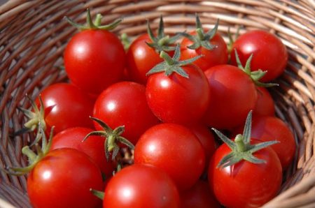 Jenis tomato terbaik untuk tahun 2017
