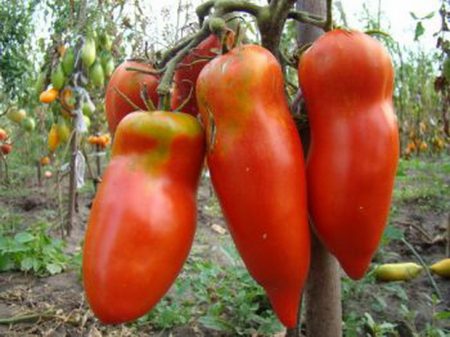 Pelbagai jenis tomato pemilihan Siberia untuk 2016