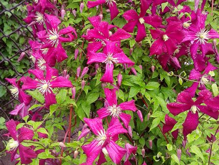 Clematis, varieties for Moscow region