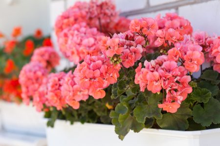How to care for geraniums at home in winter